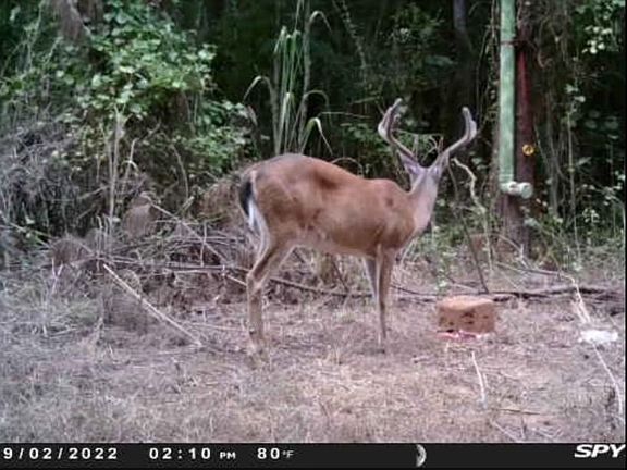 Abundant Whitetail Deer, Turkeys and Wild Game