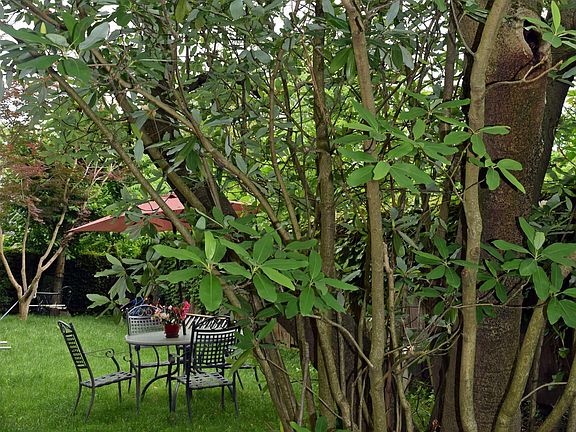 Garden under the magnolia.