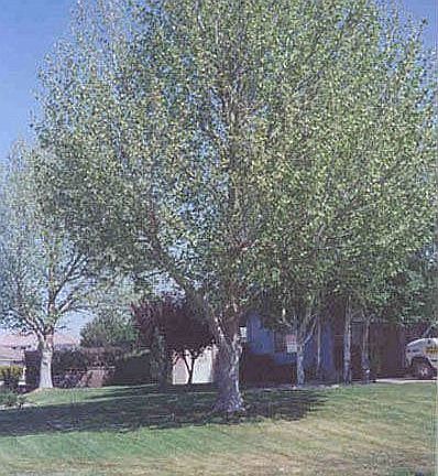 Park like. Mature trees