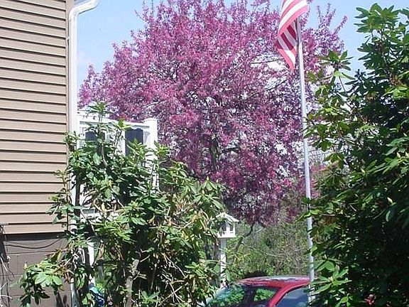 3rd image of 119 Royal Ave