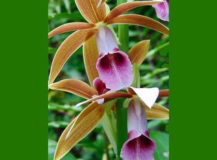 Seaview Rd LOT 151, Pahoa, HI 96778