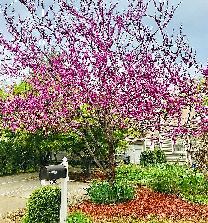 Redbud in Spring