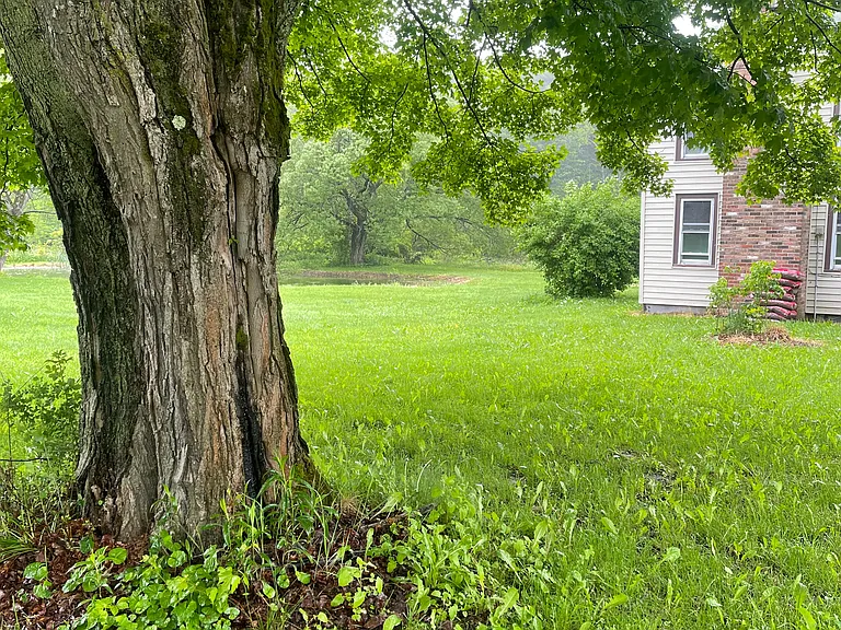 Front tree