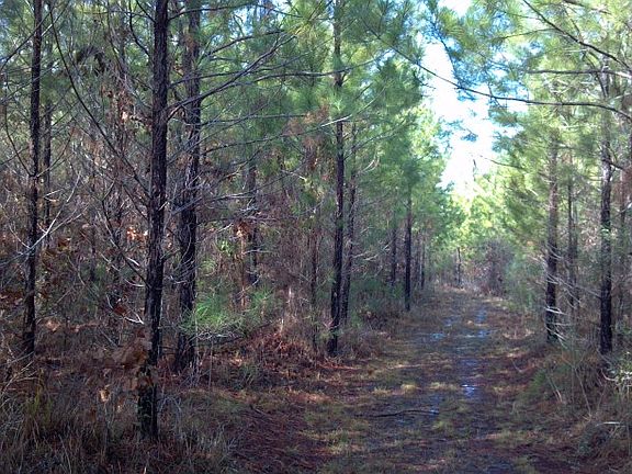 Arkansas Timberland Sale