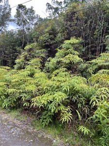 3082 Hopue Rd, Kurtistown, HI, 96760