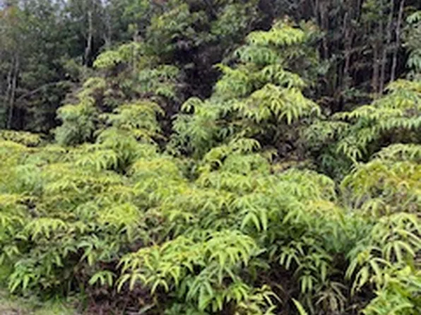 16-1730 Hopue Rd Lot 3081, Kurtistown, HI 96760