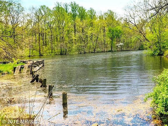 Befriend the Herons Along Pristine Maryland Waters