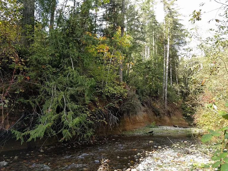 Creek in the summer looking North