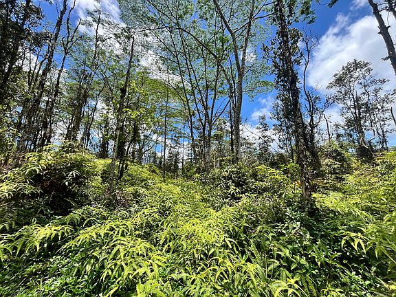 4th image of Pikake Rd