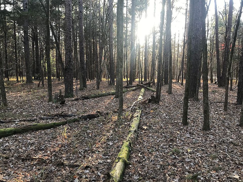 Lots of pine and cedar