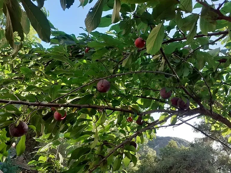 Old Topanga Canyon Rd — Photo 11