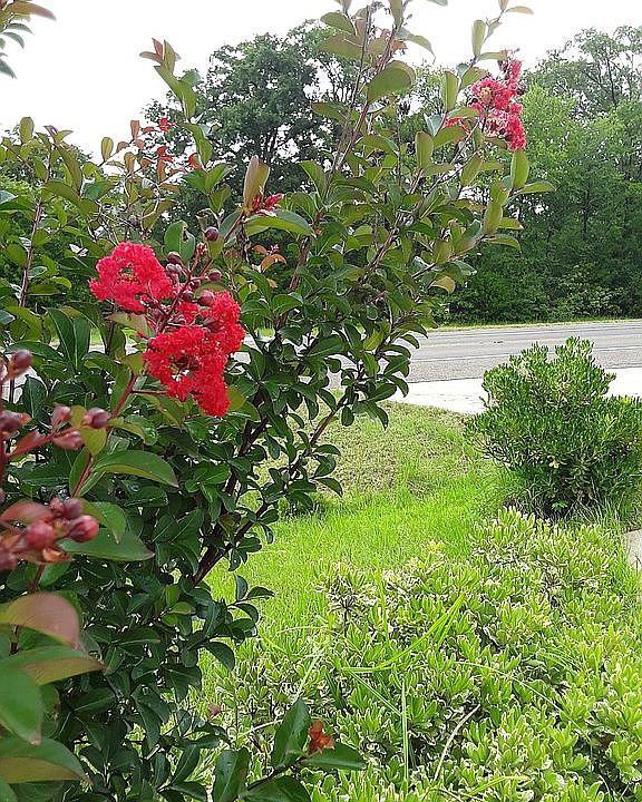 Landscaped road