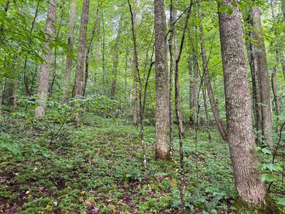 LOT 1 Hanging Run Rd, Belington, WV, 26250