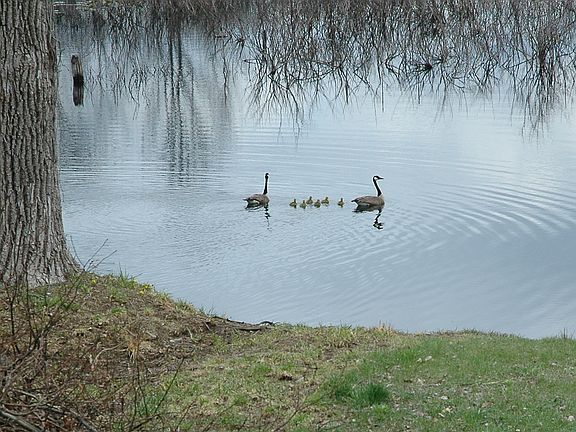 Yearly returning Goose Famil