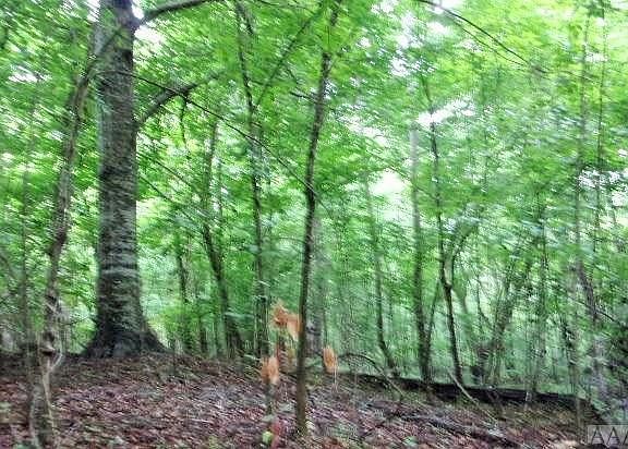 5th image of 000 Deerview Drive LOT 33/33A