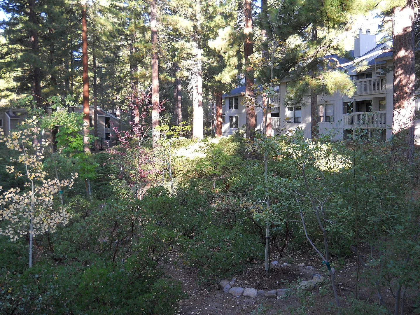 Rare Skylake Beauty — Photo 3