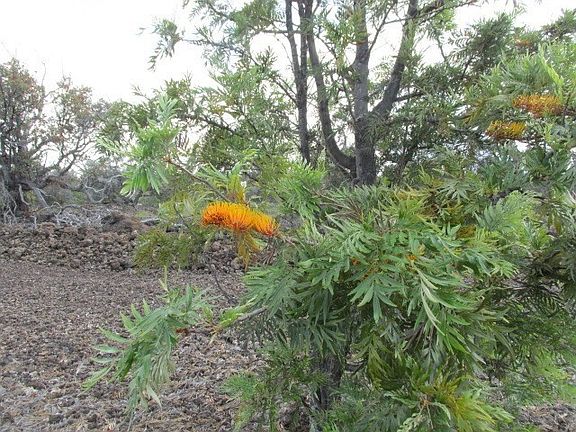 4th image of 92-8628 Bougainvillaea Dr Lot 7