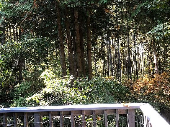 A peek into the backyard