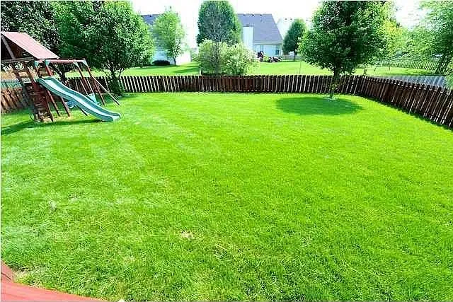 Backyard2