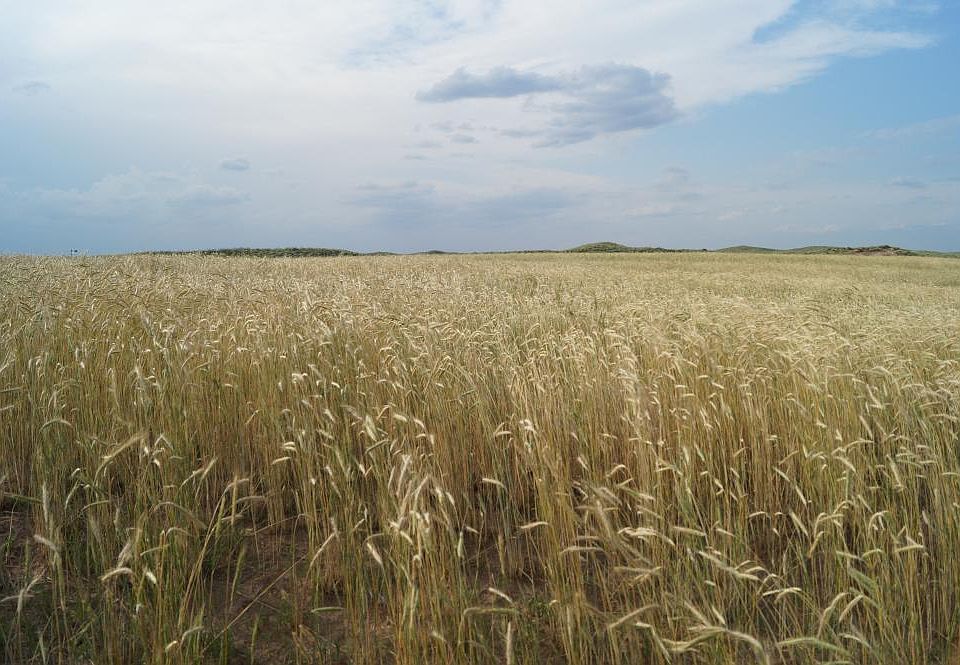 Wheat field