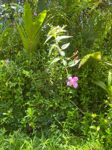 Seaview Rd Lot 57, Pahoa, HI, 96778