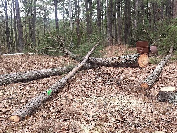 cleared area for cabin
