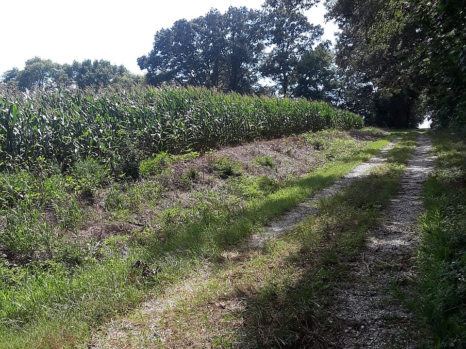 Rented field