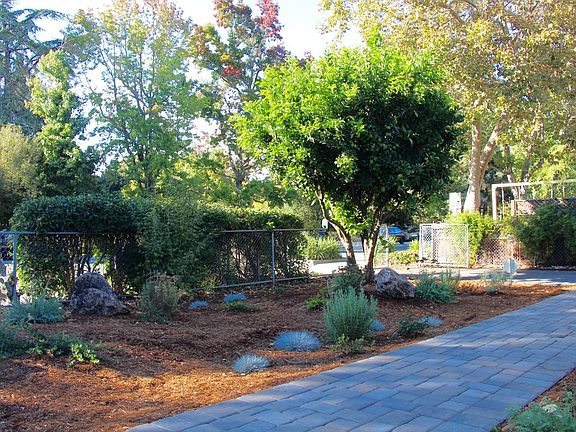 Front yard with mature orange tree