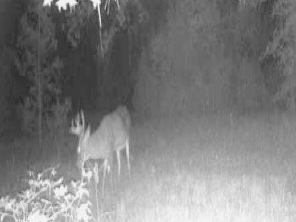 10481 Ashville Hwy, Greenville, FL 32331 MLS 364686 Zillow