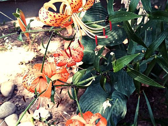 Landscaped yard on
2 sides