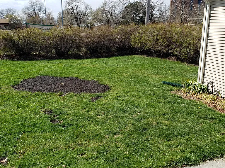 Back yard