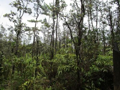 9 Road Koloa Maoli, Kurtistown, HI, 96760