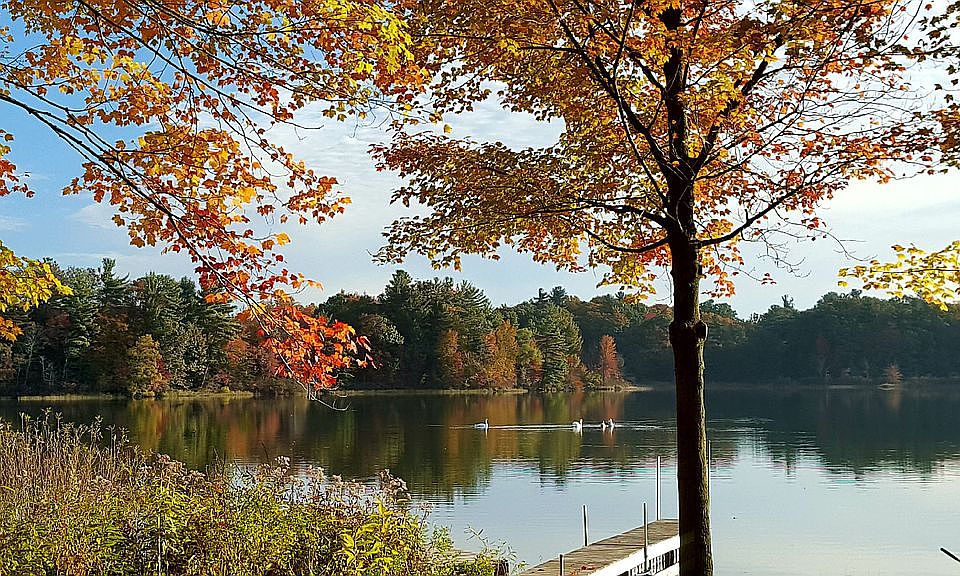 Early Fall Day With Swans
