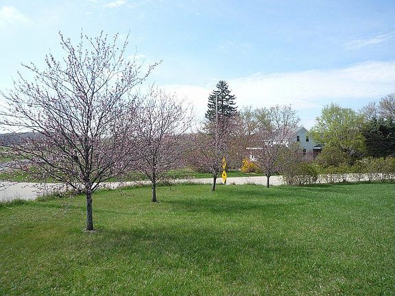 Trees starting to bloom