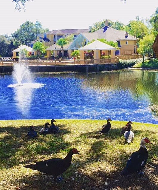 1st image of 5428 Deerbrooke Creek Cir APT 14