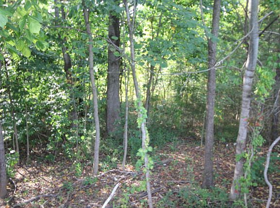 3rd image of 916 Briarwood Dr