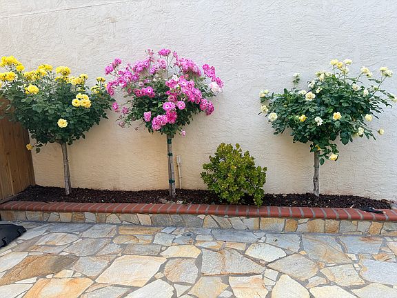 front sideyard