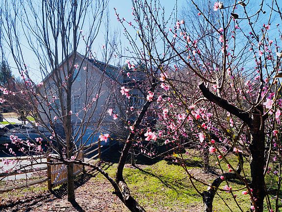 Pear, apple, and peach trees