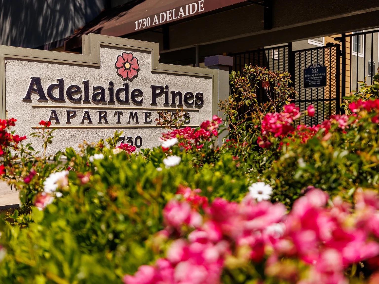 Adelaide Pines — Photo 4