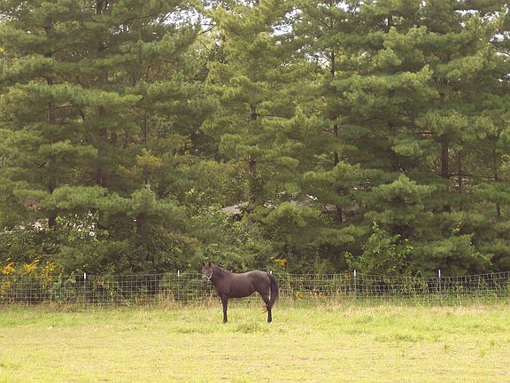 Horse in field