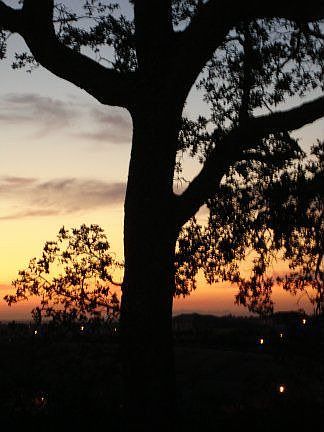 Backyard Summer Sunset