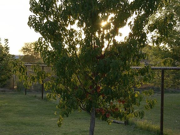 5th image of 22224 E Merlot St