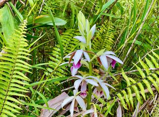 3120 Hopue Rd, Kurtistown, HI 96760