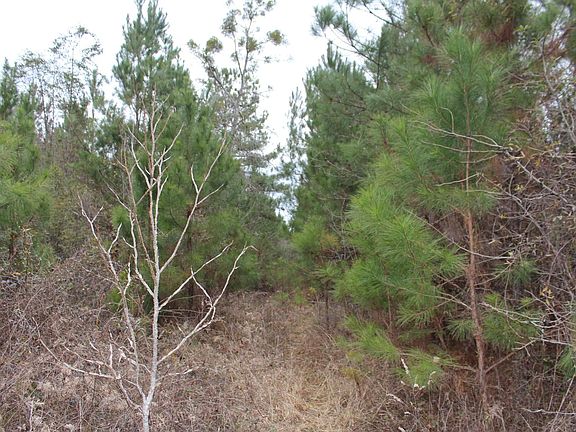 2nd image of 123 Lower Dugan Rd 5 Acres