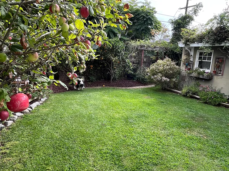Apple tree on left, Citrus center, garage on right.