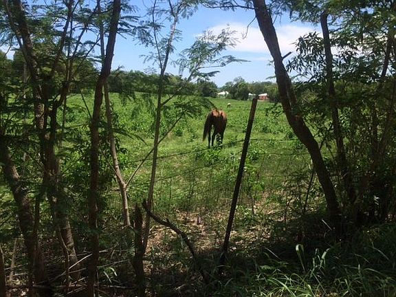 Horse farm across road