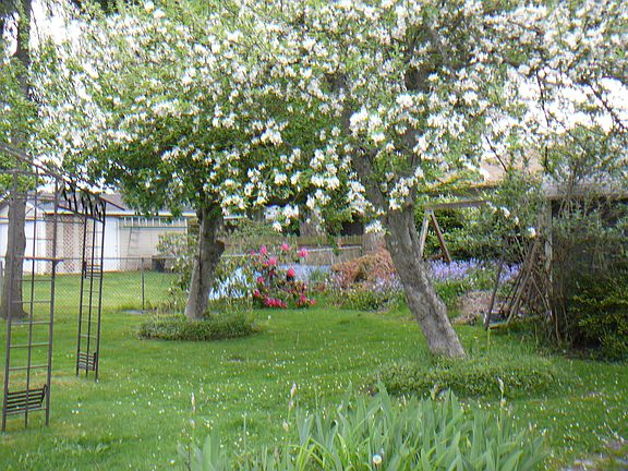 Apple trees in rear yard