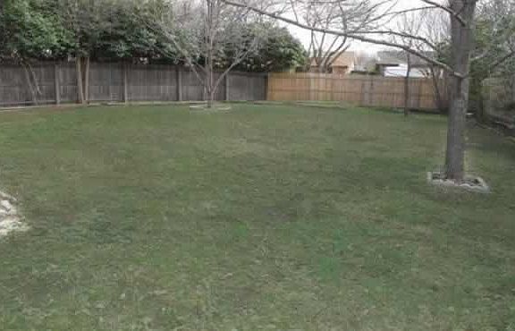 Back Yard