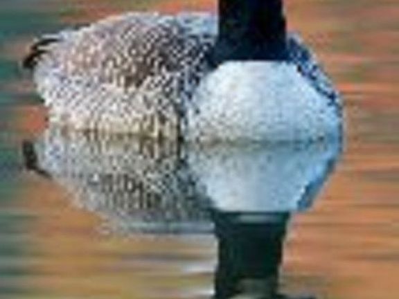 Duck in the pond