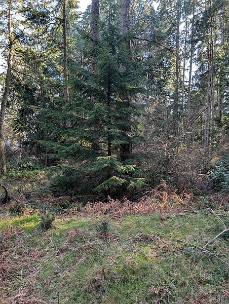 5th image of 10325 Totem Way